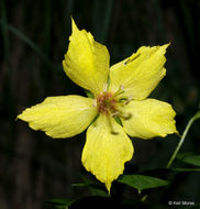 Image of southern yellow loosestrife