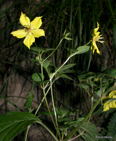 Image of southern yellow loosestrife