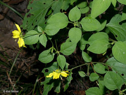 Image of southern yellow loosestrife