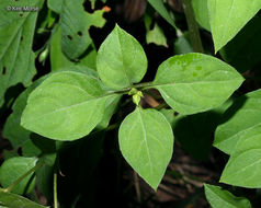 Image of southern yellow loosestrife