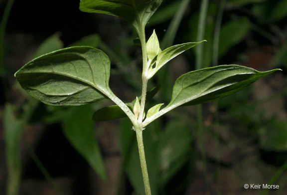 Image of southern yellow loosestrife