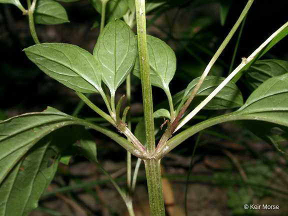 Image of southern yellow loosestrife