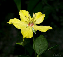 Image of southern yellow loosestrife