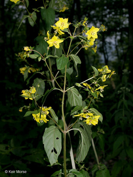 Image of southern yellow loosestrife