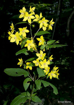 Lysimachia tonsa (Wood) R. Knuth resmi