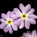 Image of Mistassini primrose