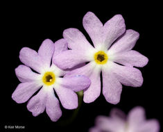 Image of Mistassini primrose