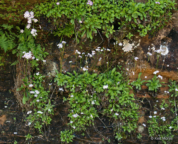 Imagem de Primula mistassinica Michx.