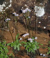 Image of Mistassini primrose