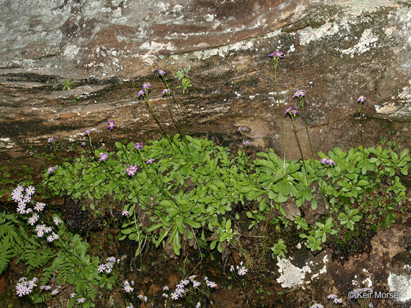 Imagem de Primula mistassinica Michx.