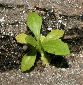 Imagem de Primula mistassinica Michx.