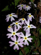 Image of Mistassini primrose