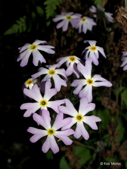 Imagem de Primula mistassinica Michx.