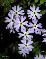 Image of Mistassini primrose