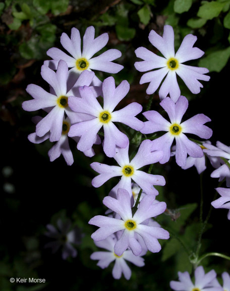 Imagem de Primula mistassinica Michx.