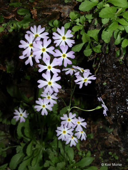 Imagem de Primula mistassinica Michx.