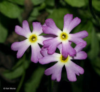 Imagem de Primula mistassinica Michx.