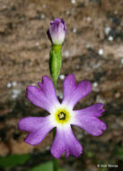 Imagem de Primula mistassinica Michx.