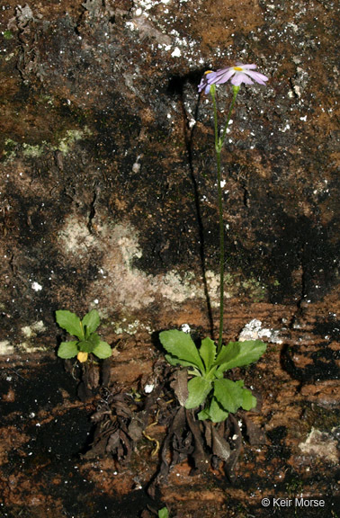 Imagem de Primula mistassinica Michx.