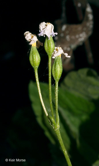 Imagem de Primula mistassinica Michx.