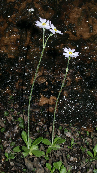 Imagem de Primula mistassinica Michx.