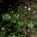 Image of seaside brookweed