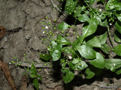 Image of seaside brookweed