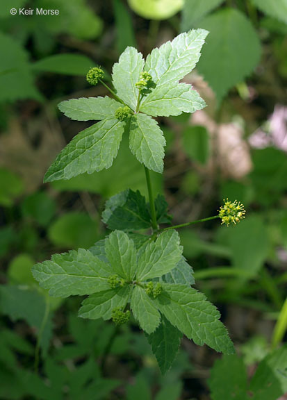 Imagem de Sanicula odorata (Raf.) K. M. Pryer & L. R. Phillippe