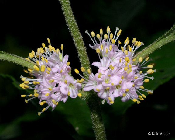 Image of American beautyberry