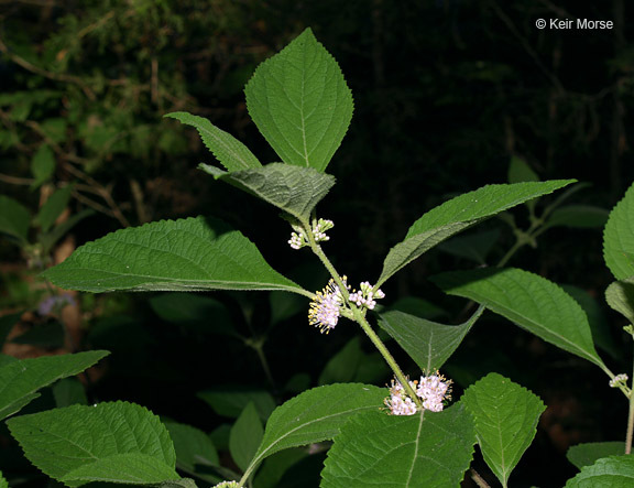 Image of American beautyberry