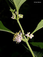 Image of American beautyberry