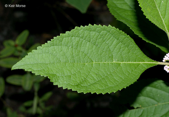 Image of American beautyberry