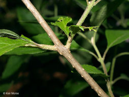 Image of American beautyberry