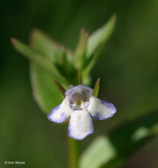 Image of yellowseed false pimpernel