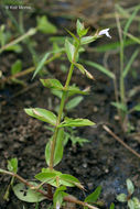 Image of yellowseed false pimpernel