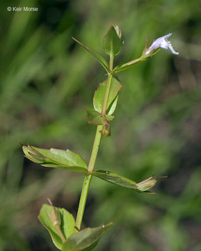 Image of yellowseed false pimpernel