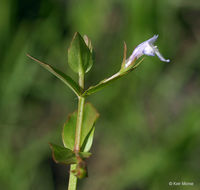 Image of yellowseed false pimpernel