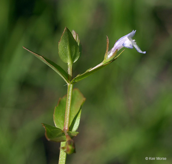 Image of yellowseed false pimpernel