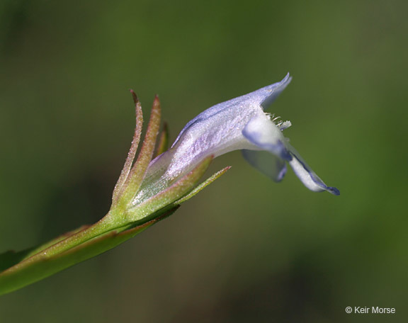 Image of yellowseed false pimpernel