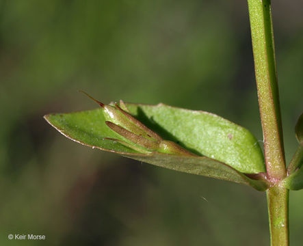 Image of yellowseed false pimpernel