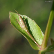 Image of yellowseed false pimpernel