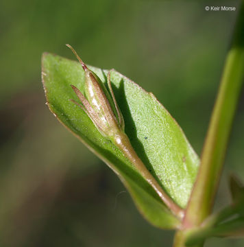 Image of yellowseed false pimpernel