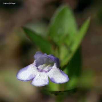 Image of yellowseed false pimpernel