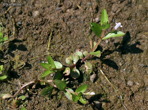 Image of yellowseed false pimpernel