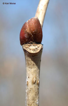 Image of American Basswood