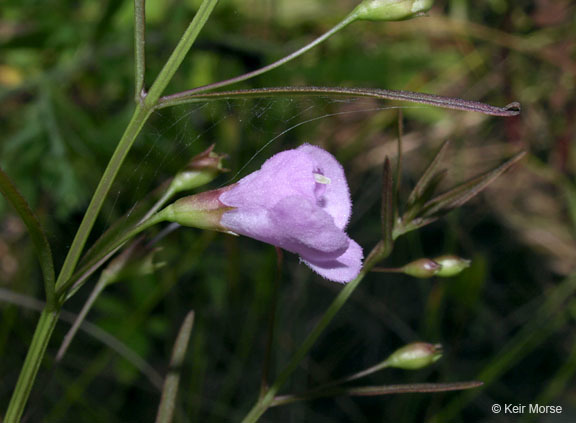 Image de Agalinis tenuifolia (Vahl) Raf.