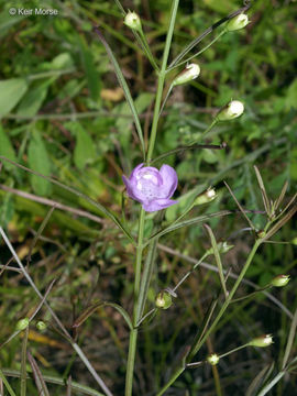 Image of slenderleaf false foxglove