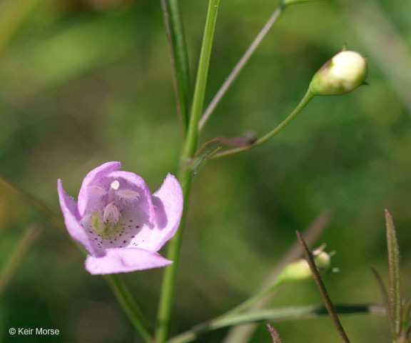 Image of slenderleaf false foxglove