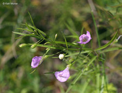 Image de Agalinis tenuifolia (Vahl) Raf.