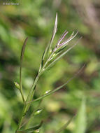 Image of slenderleaf false foxglove